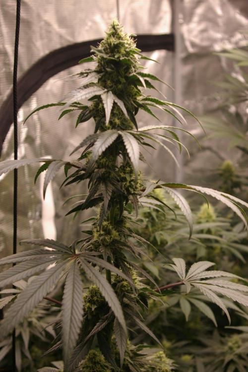 Sticky Berry Mints sensi seeds. Week 10