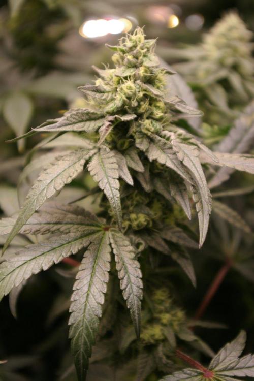 Sticky Berry Mints sensi seeds. Week 10