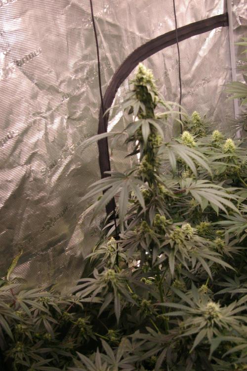Sticky Berry Mints sensi seeds. Week 10