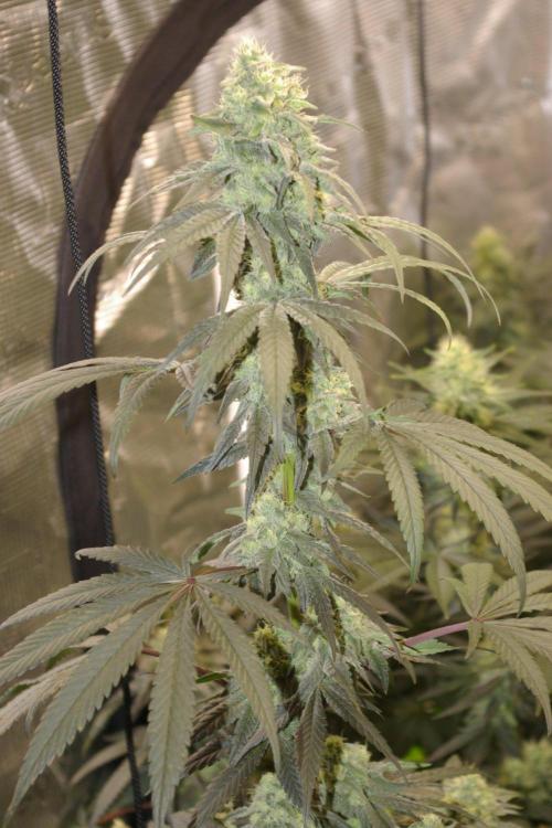 Sticky Berry Mints sensi seeds. Week 10
