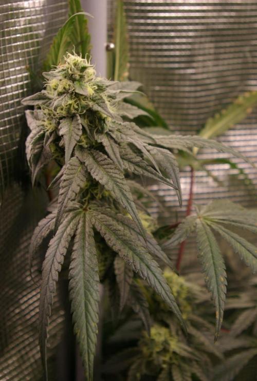 Sticky Berry Mints sensi seeds. Week 10