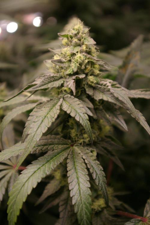Sticky Berry Mints sensi seeds. Week 10