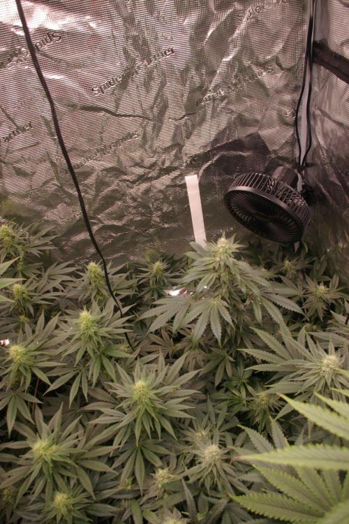 Jelly Cake Barney's Farm. Week 11