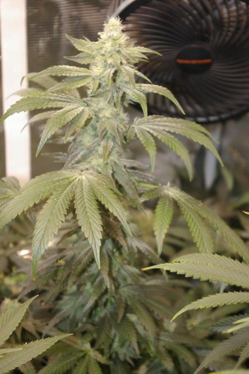 Jelly Cake Barney's Farm. Week 11