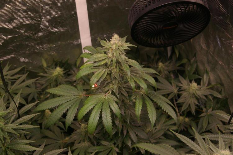 Jelly Cake Barney's Farm. Week 11