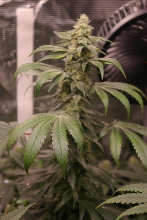 Jelly Cake Barney's Farm. Week 11