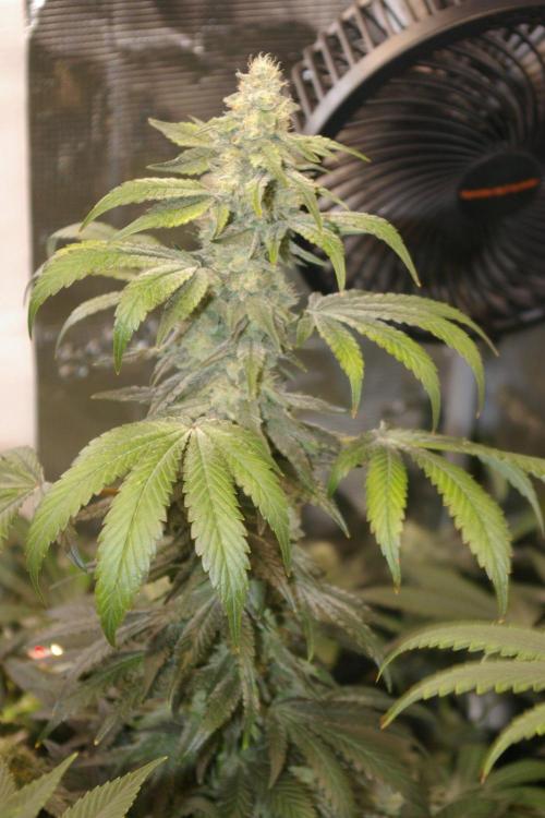 Jelly Cake Barney's Farm. Week 11