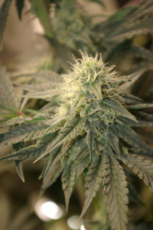 Black Lemon exotic Seed. Week 11