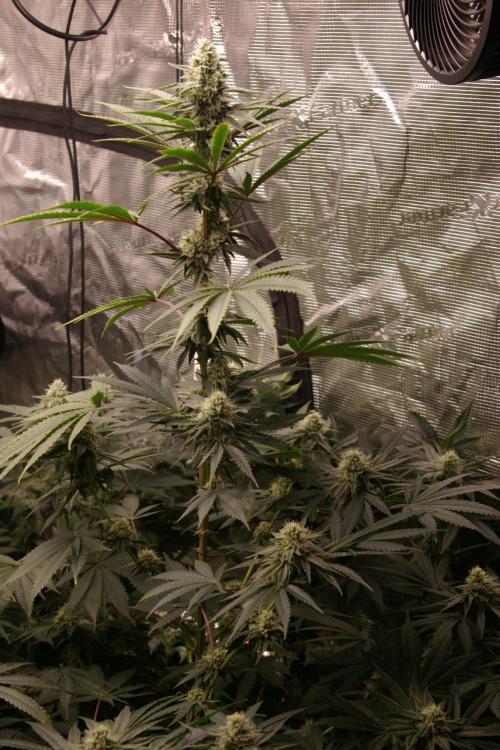 Black Lemon exotic Seed. Week 11