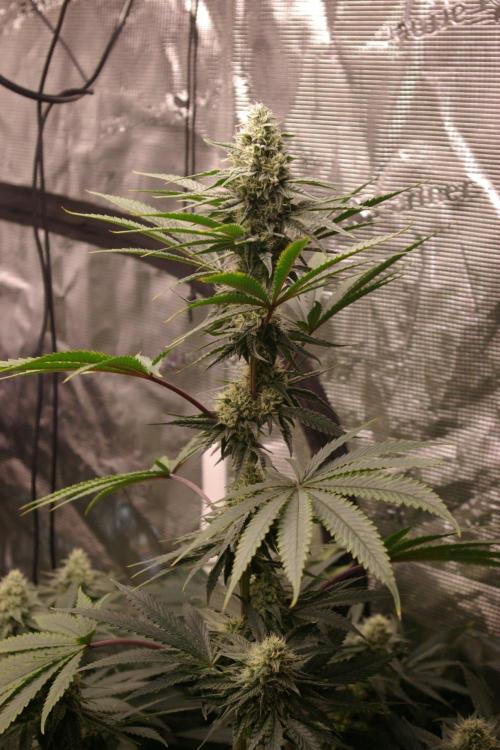 Black Lemon exotic Seed. Week 11
