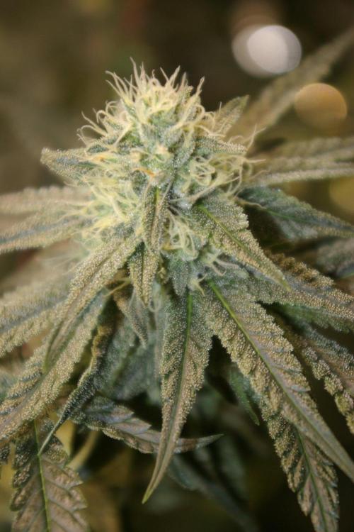 Black Lemon exotic Seed. Week 11