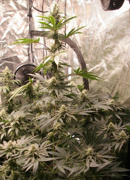 Black Lemon exotic Seed. Week 11