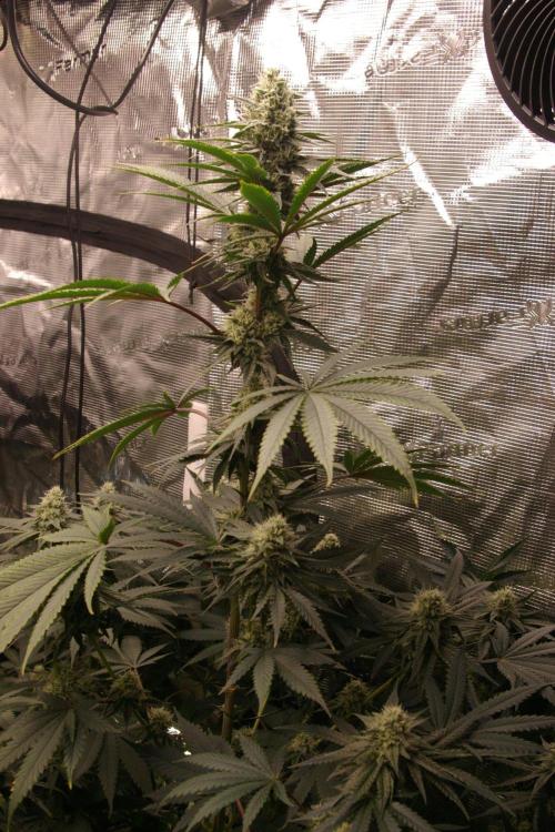 Black Lemon exotic Seed. Week 11