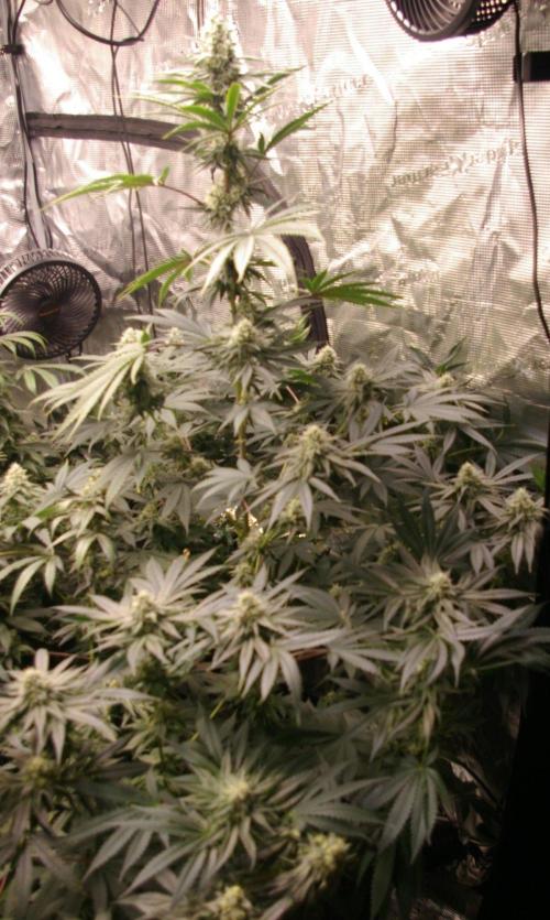 Black Lemon exotic Seed. Week 11