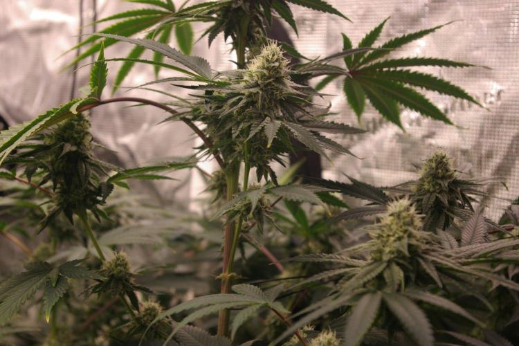 Black Lemon exotic Seed. Week 11