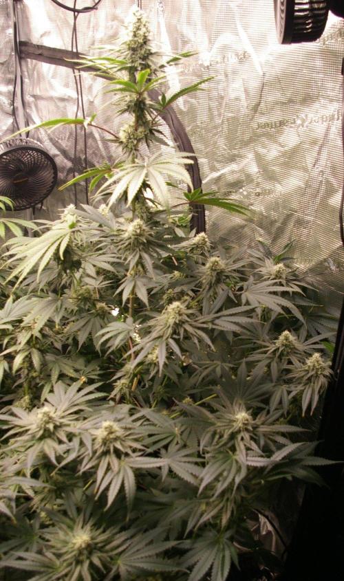 Black Lemon exotic Seed. Week 11