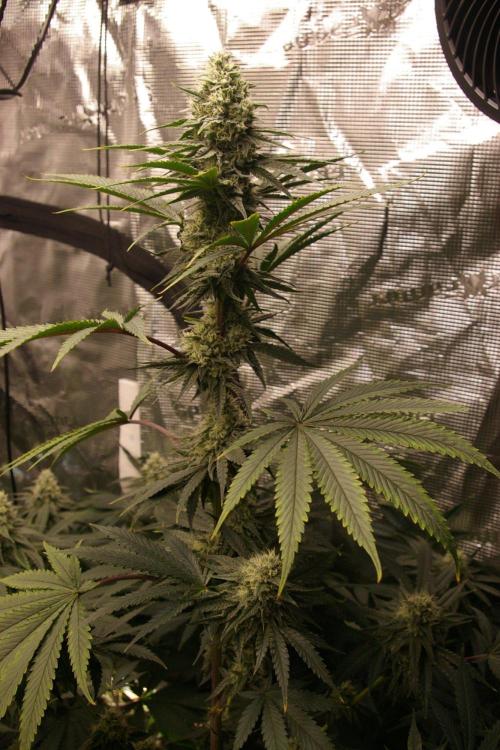 Black Lemon exotic Seed. Week 11