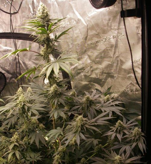 Black Lemon exotic Seed. Week 11