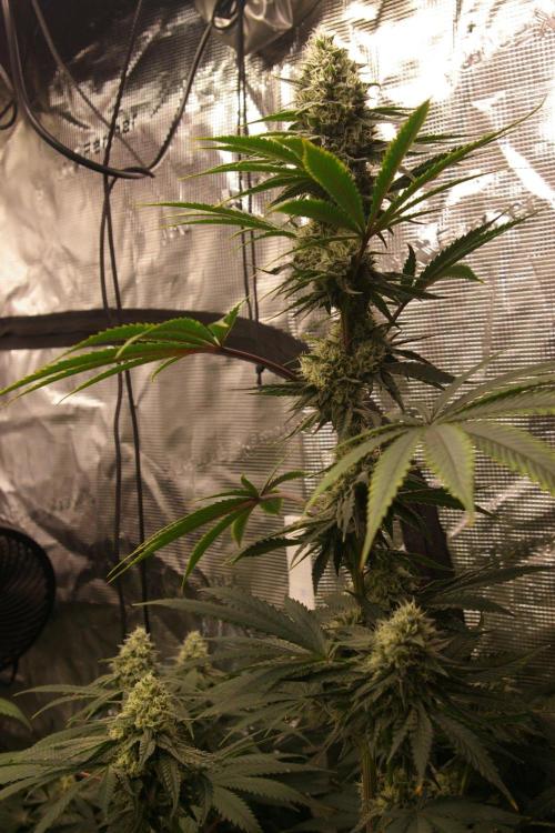 Black Lemon exotic Seed. Week 11