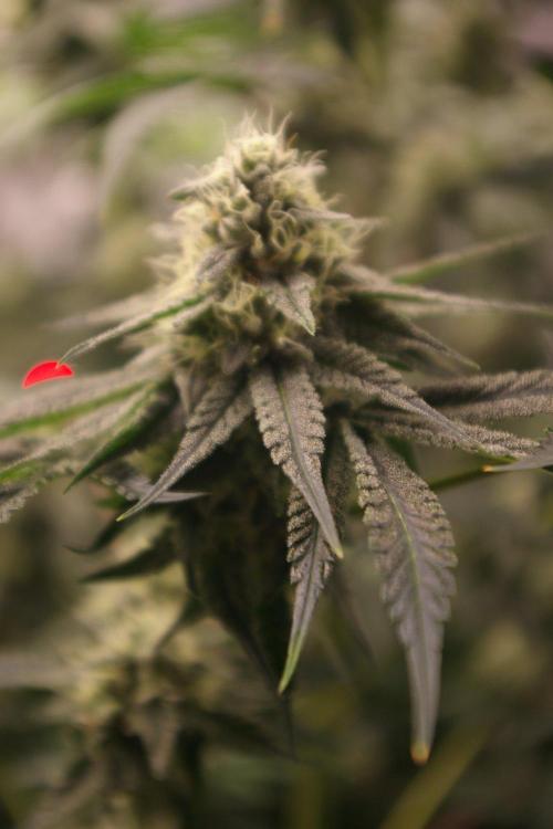 Black Lemon exotic Seed. Week 11