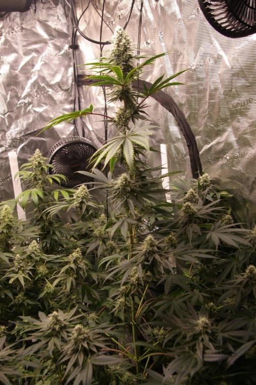 Black Lemon exotic Seed. Week 11
