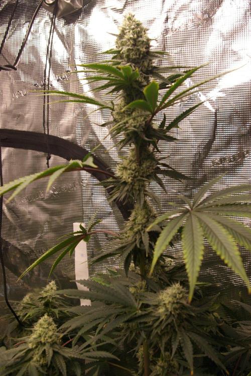 Black Lemon exotic Seed. Week 11