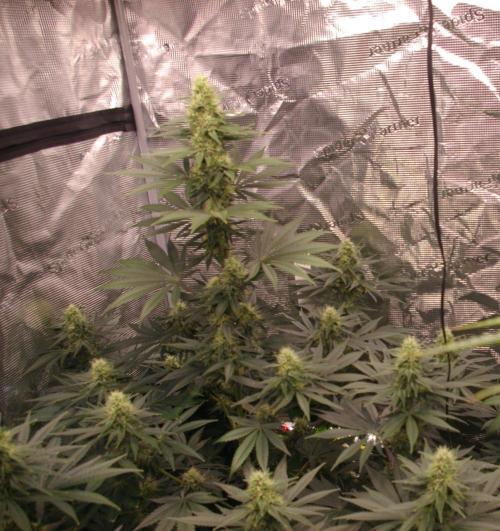Dragon Milk Sensi Seeds. Week 11