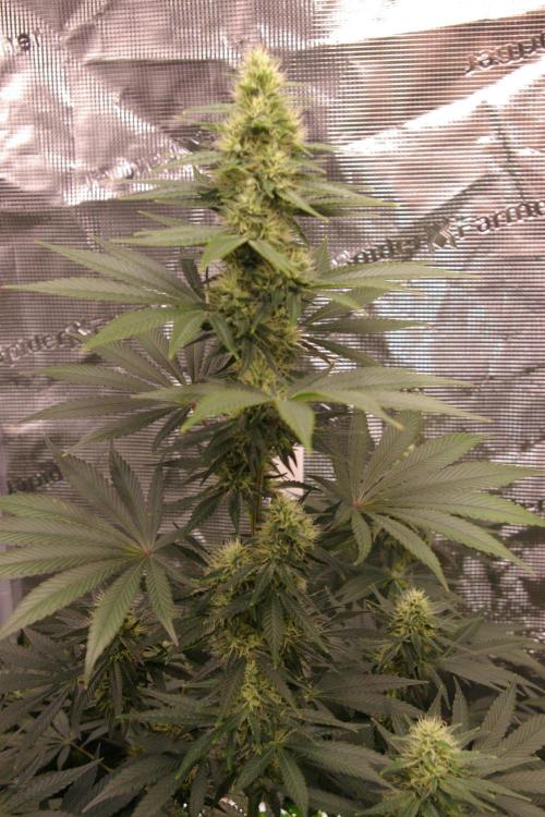 Dragon Milk Sensi Seeds. Week 11
