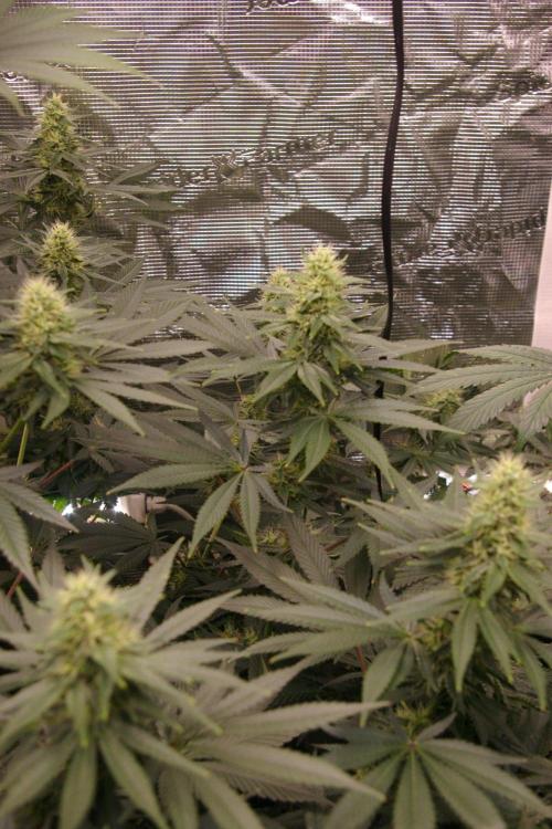 Dragon Milk Sensi Seeds. Week 11