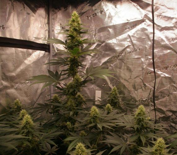 Dragon Milk Sensi Seeds. Week 11
