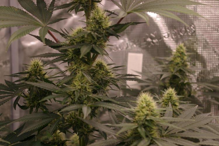 Dragon Milk Sensi Seeds. Week 11