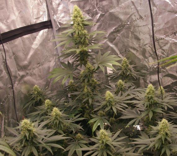 Dragon Milk Sensi Seeds. Week 11