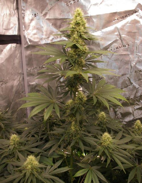 Dragon Milk Sensi Seeds. Week 11