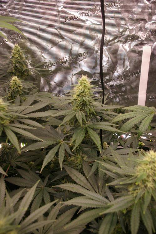 Dragon Milk Sensi Seeds. Week 11