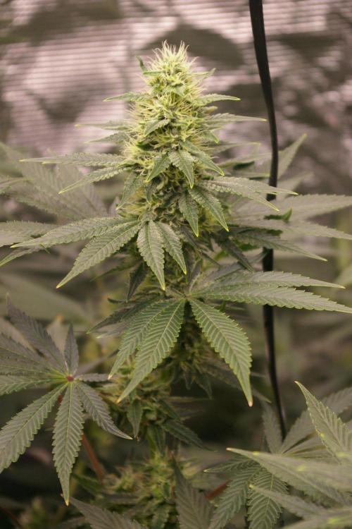 Dragon Milk Sensi Seeds. Week 11