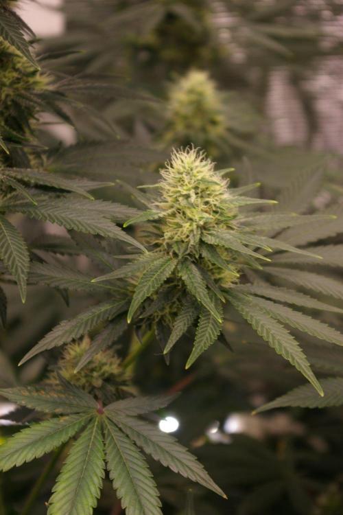 Dragon Milk Sensi Seeds. Week 11