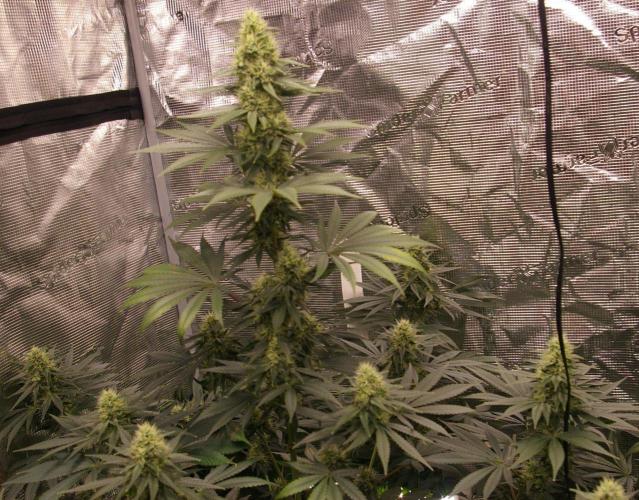 Dragon Milk Sensi Seeds. Week 11