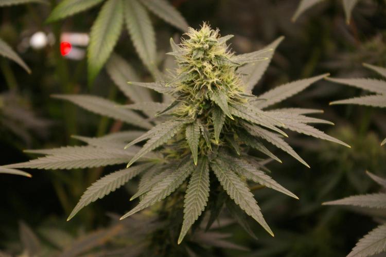 Dragon Milk Sensi Seeds. Week 11