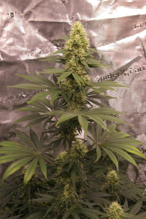 Dragon Milk Sensi Seeds. Week 11