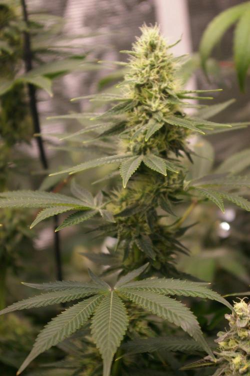 Dragon Milk Sensi Seeds. Week 11