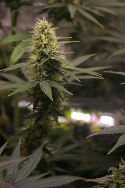 Dragon Milk Sensi Seeds. Week 11