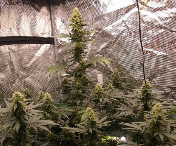 Dragon Milk Sensi Seeds. Week 11