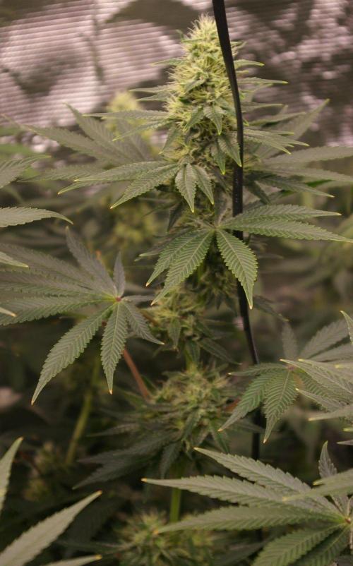 Dragon Milk Sensi Seeds. Week 11