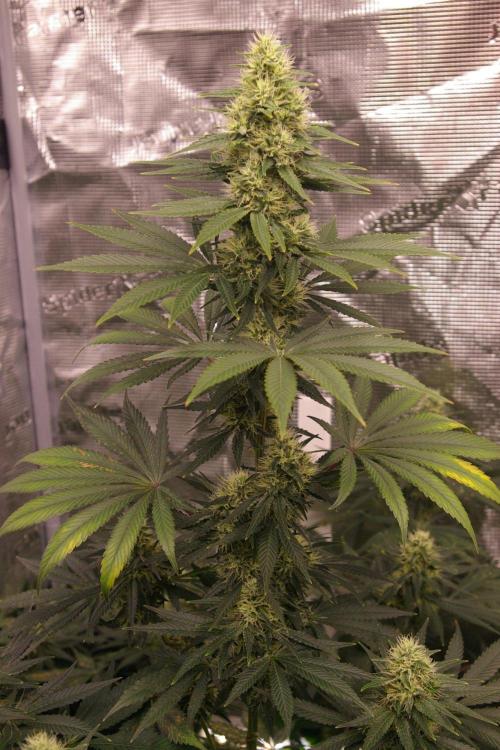 Dragon Milk Sensi Seeds. Week 11