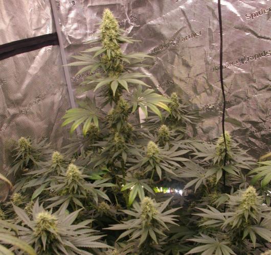 Dragon Milk Sensi Seeds. Week 11