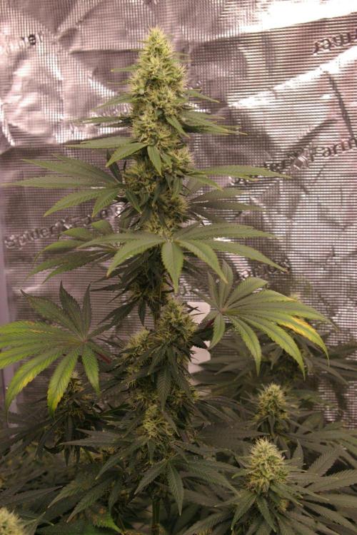 Dragon Milk Sensi Seeds. Week 11