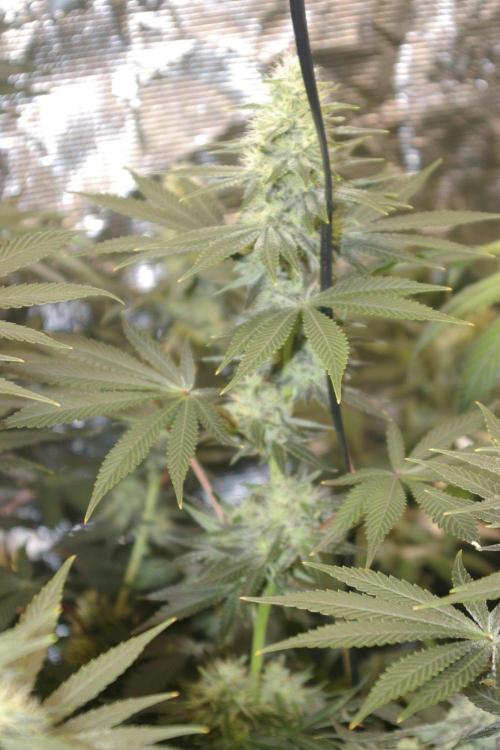 Dragon Milk Sensi Seeds. Week 11