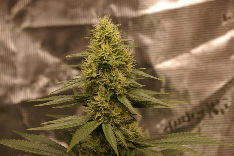 Dragon Milk Sensi Seeds. Week 11