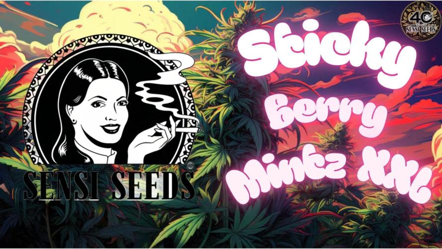 Sticky Berry Mints sensi seeds. Week 11