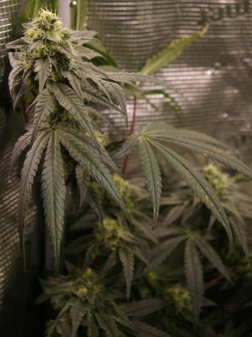 Sticky Berry Mints sensi seeds. Week 11
